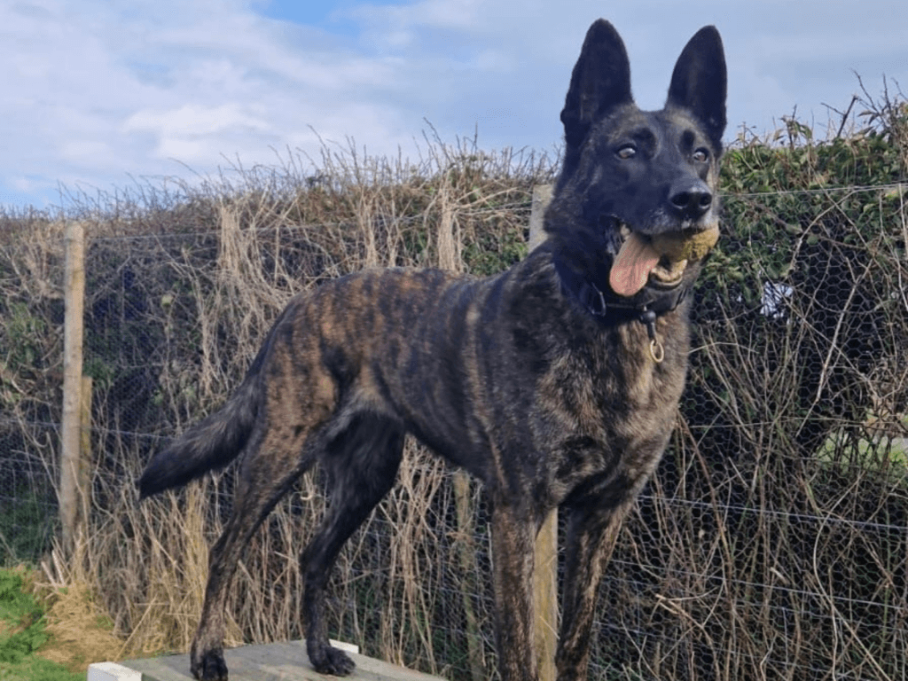 Retired police dog Ziva