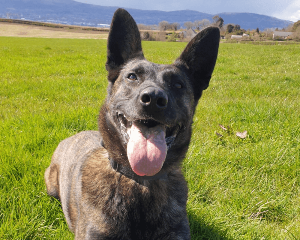Retired police dog Ziva on a walk