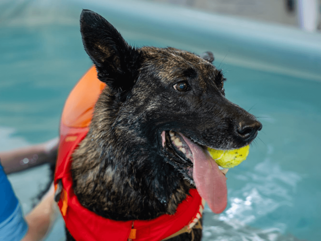 Retired police dog Ziva at hydrotherapy
