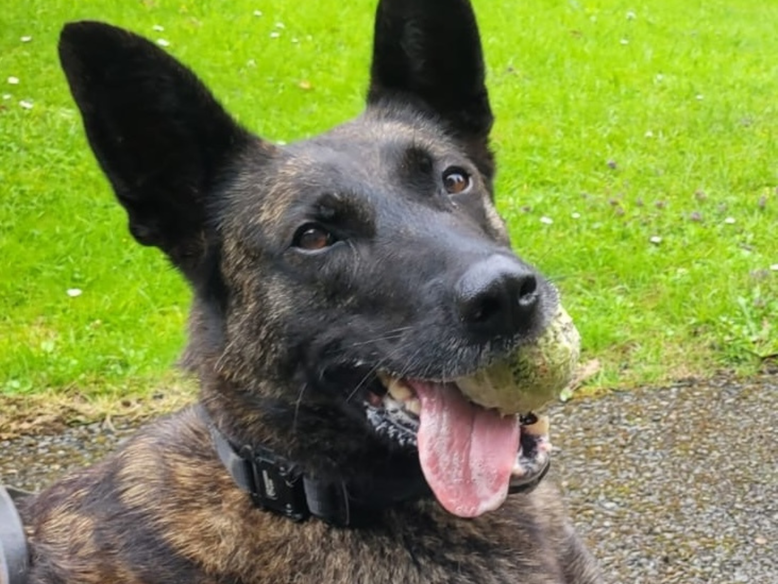 Retired police dog Ziva with her ball