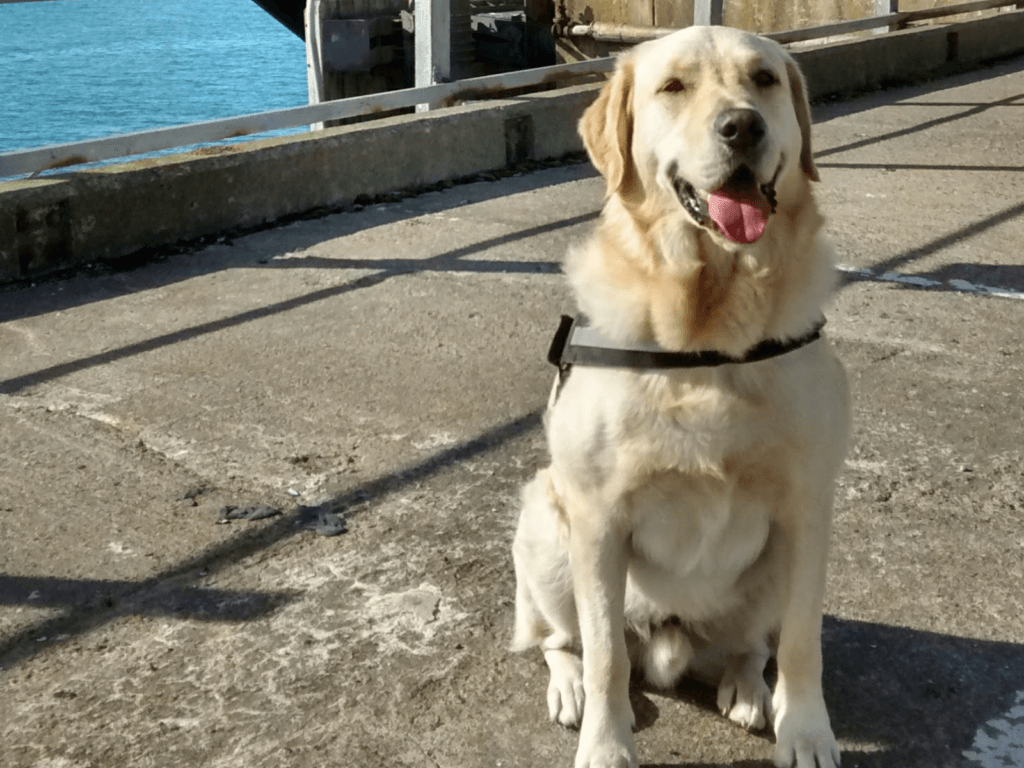 Police dog Buddy at the port