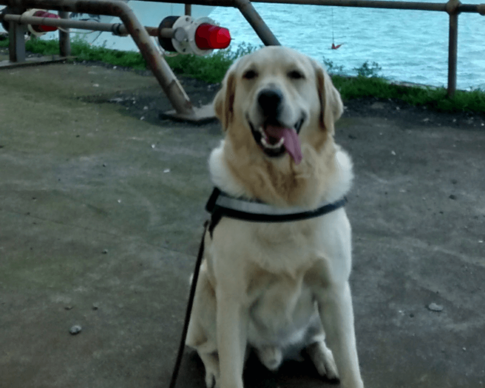 Police dog Buddy ready to work