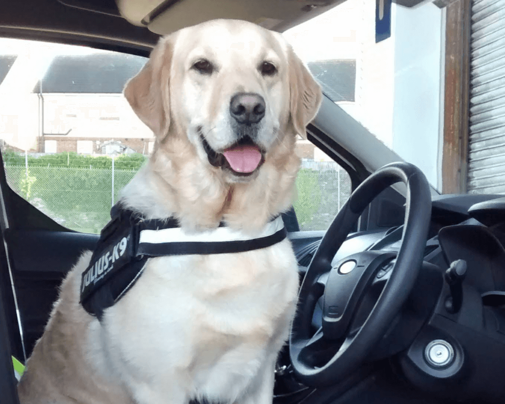 Police dog Buddy
