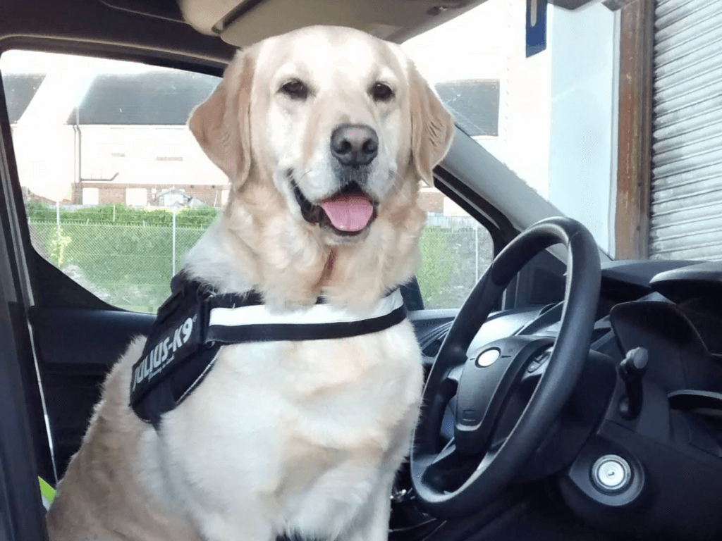 Police dog Buddy