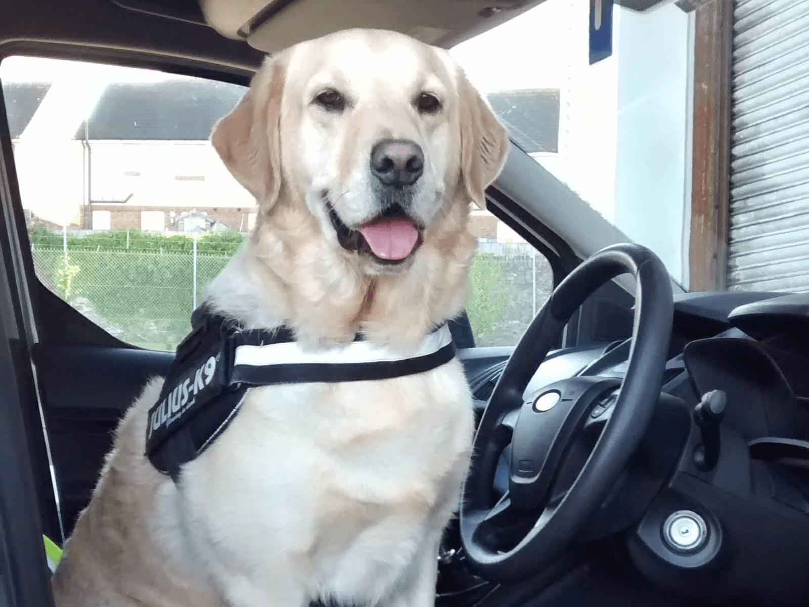 Police dog Buddy