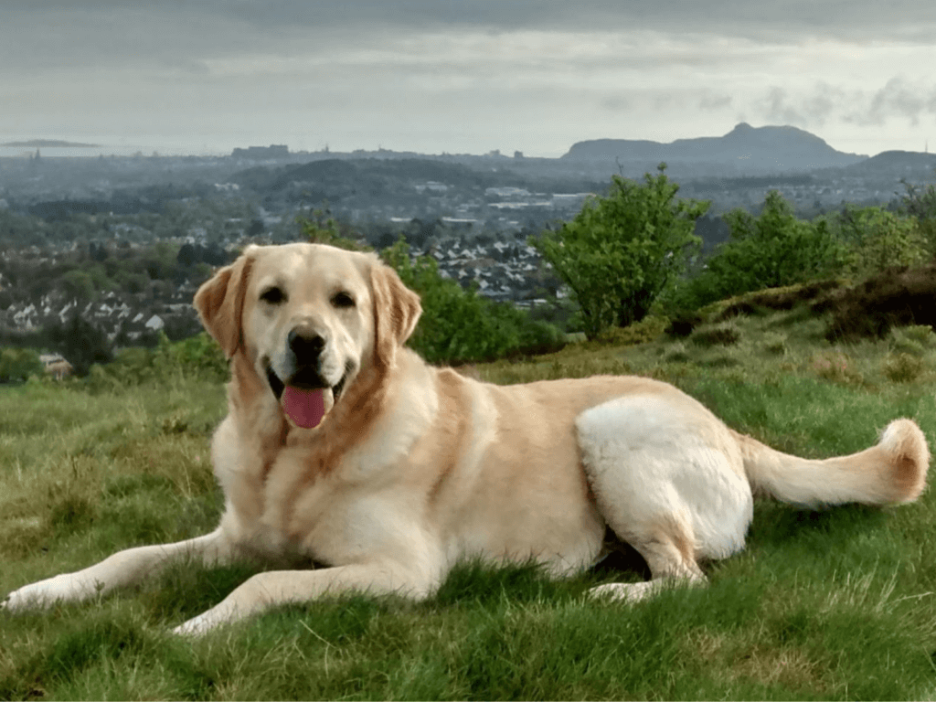 Retired police dog Buddy on a walk