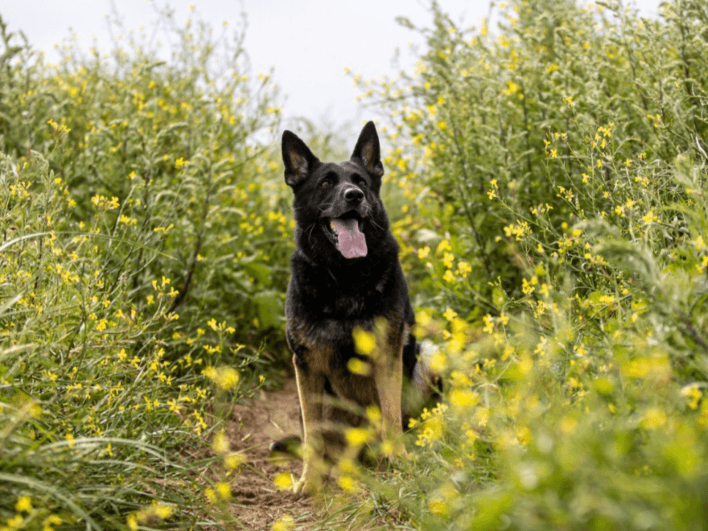 Retired police dog Hopi sits amongst the flowers