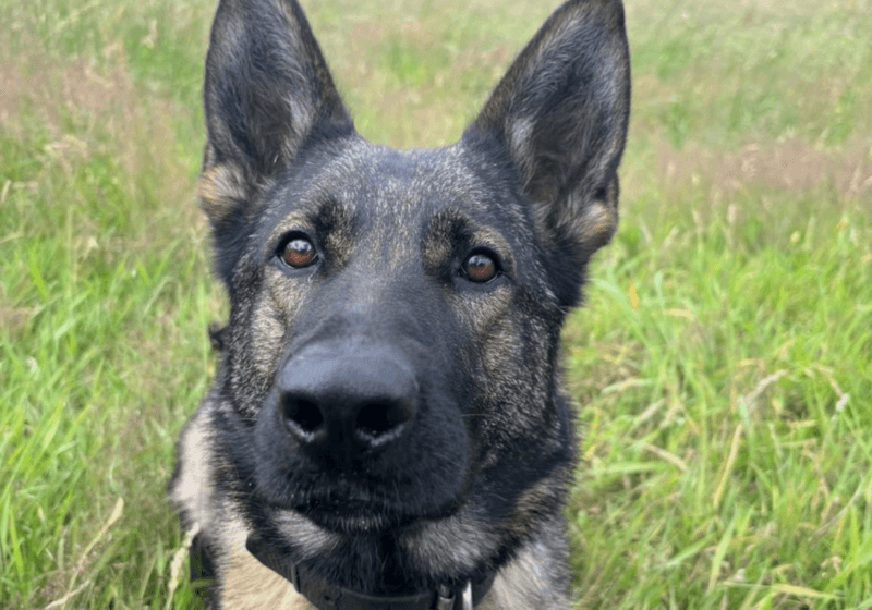 Update on death of PD Zara from Police Scotland