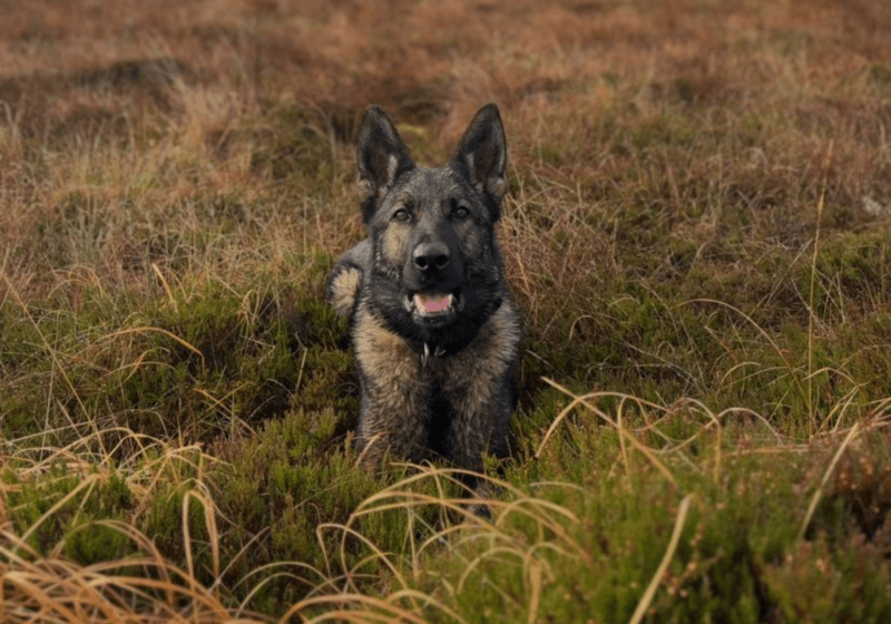 Outcome of review into death of  PD Zara