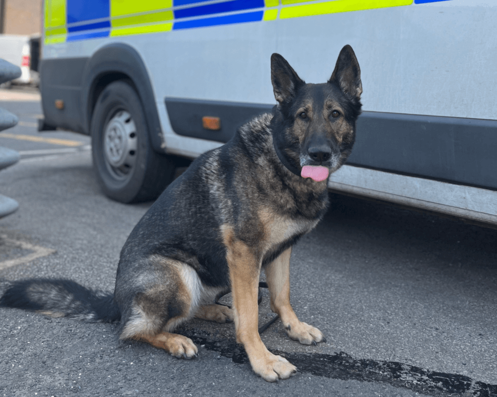 Retired police dog Goose