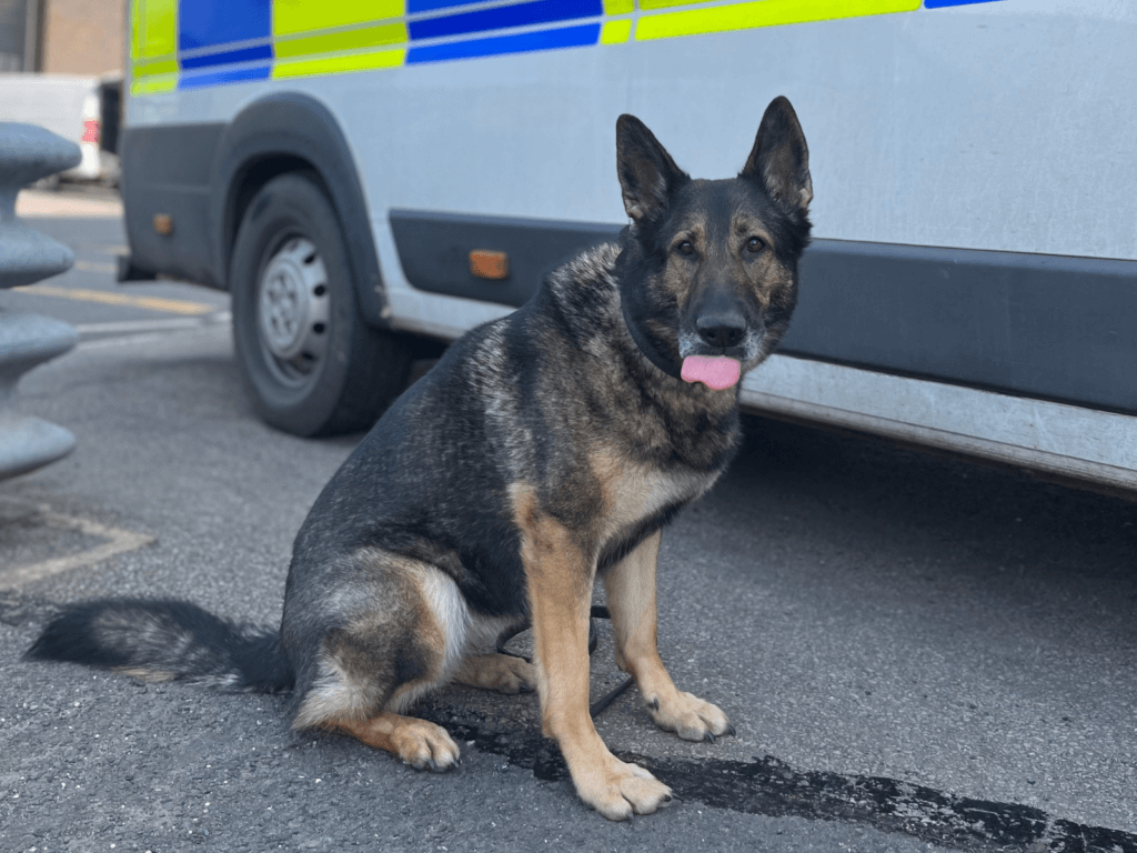 Retired police dog Goose