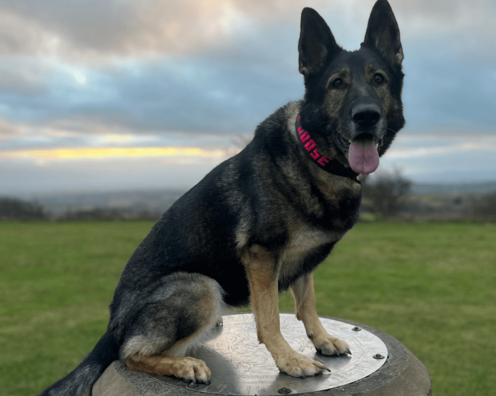 Retired police dog Goose