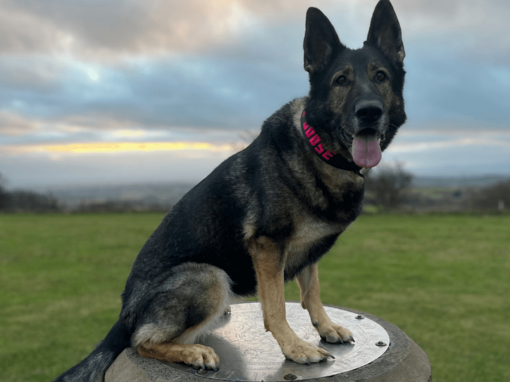 Retired police dog Goose