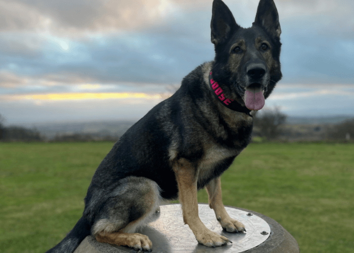 Retired police dog Goose