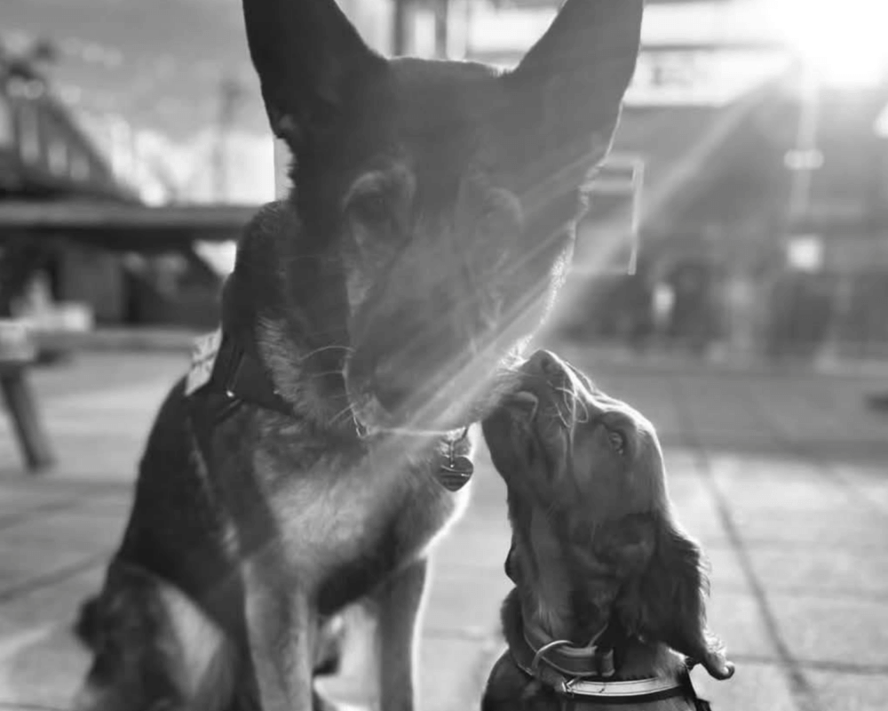 Retired police dog Goose with his friend