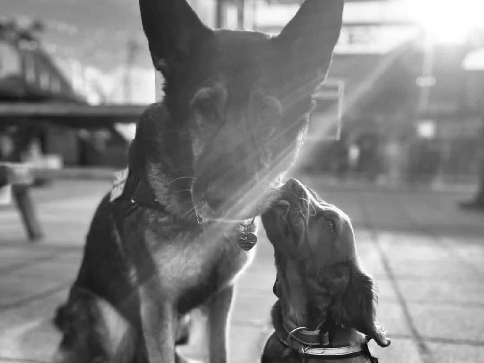 Retired police dog Goose with his friend