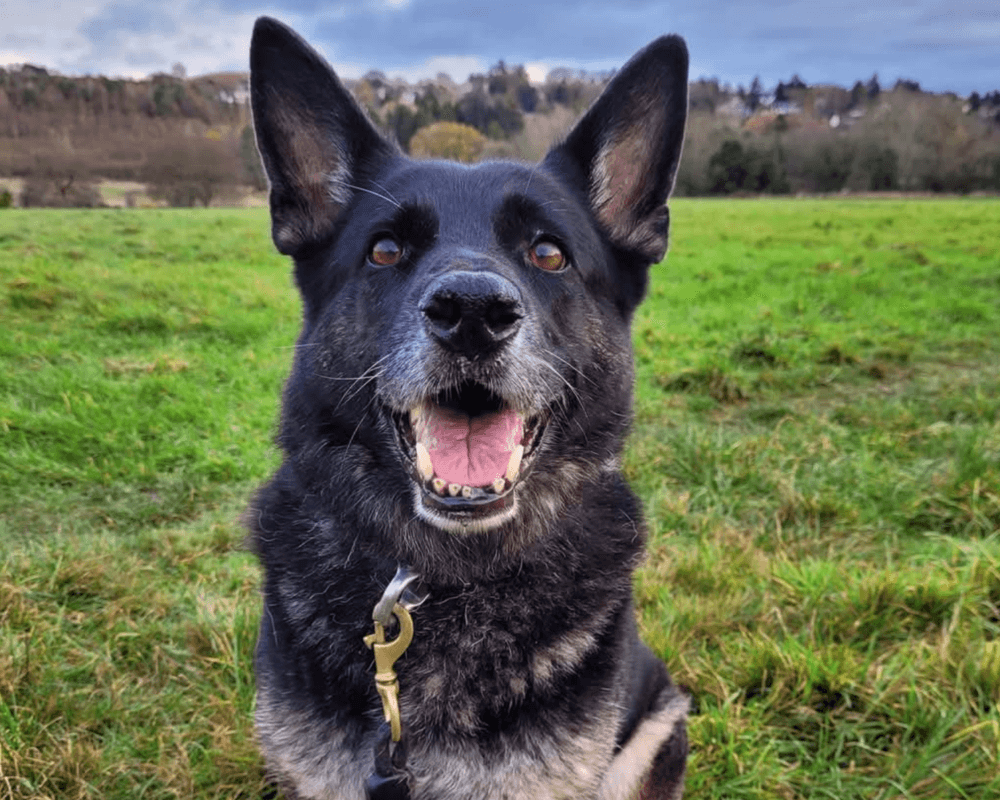 Retired police dog Hopi