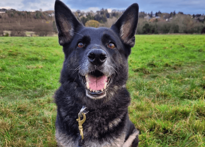 Retired police dog Hopi
