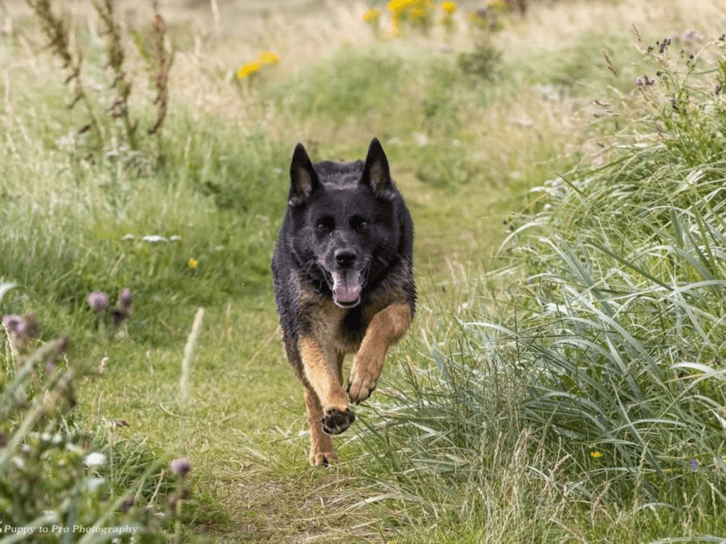 Retired police dog Hopi runs through the fields