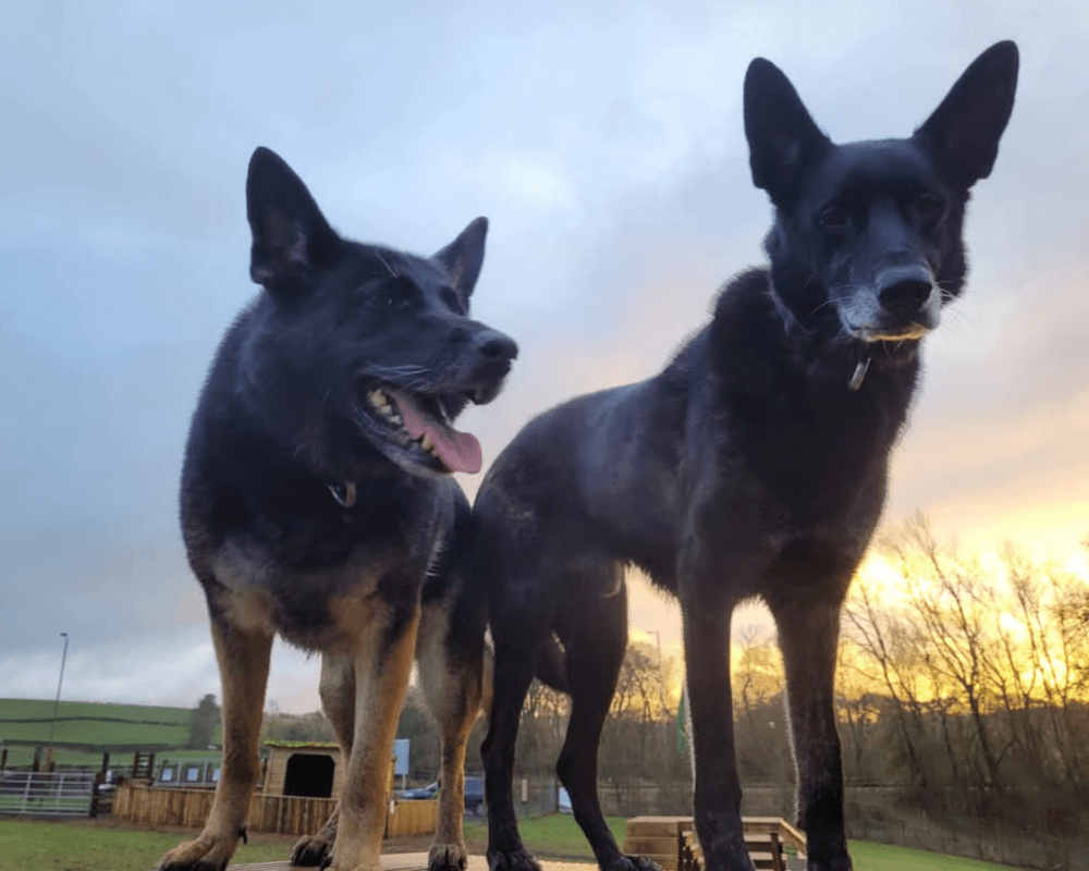 Retired police dogs Hopi and Rico
