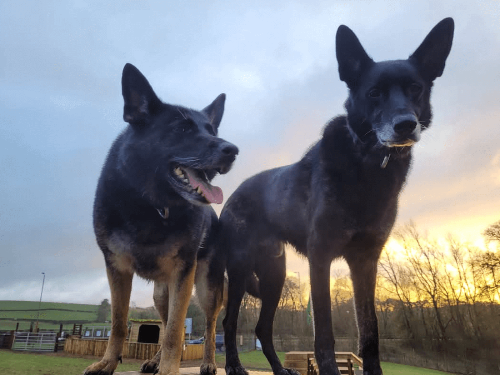 Retired police dogs Hopi and Rico