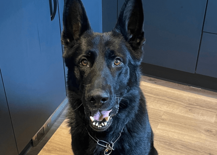 Retired police dog Nipper