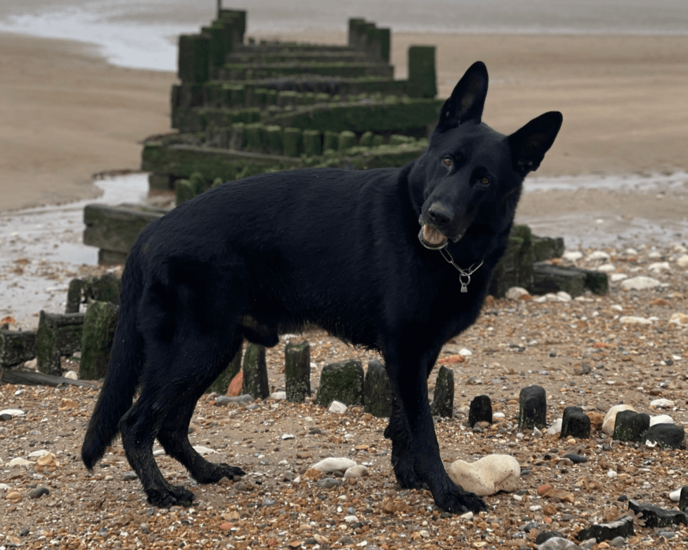Retired police dog Nipper at the beach