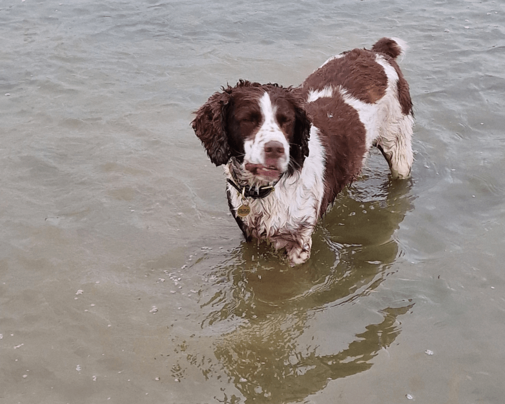 Stan swims
