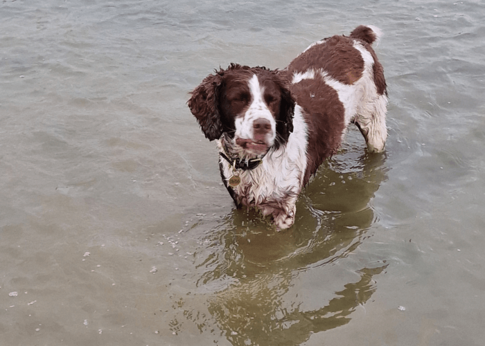 Stan swims