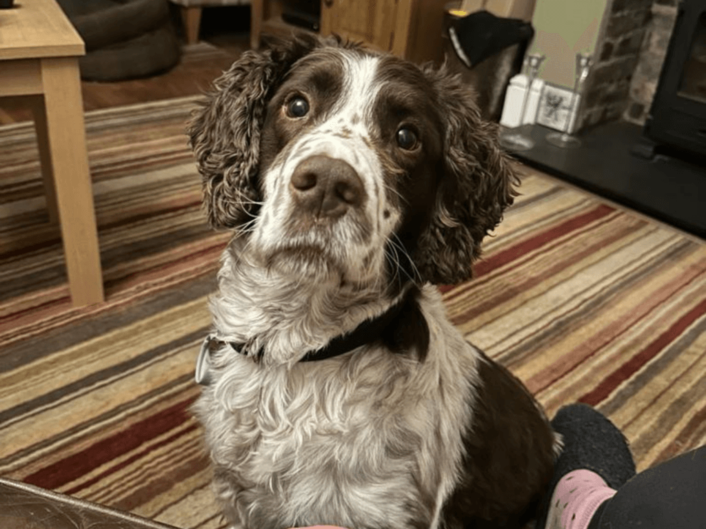 Retired police dog Stan