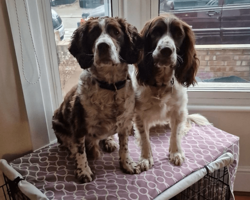 Stan and Ralph