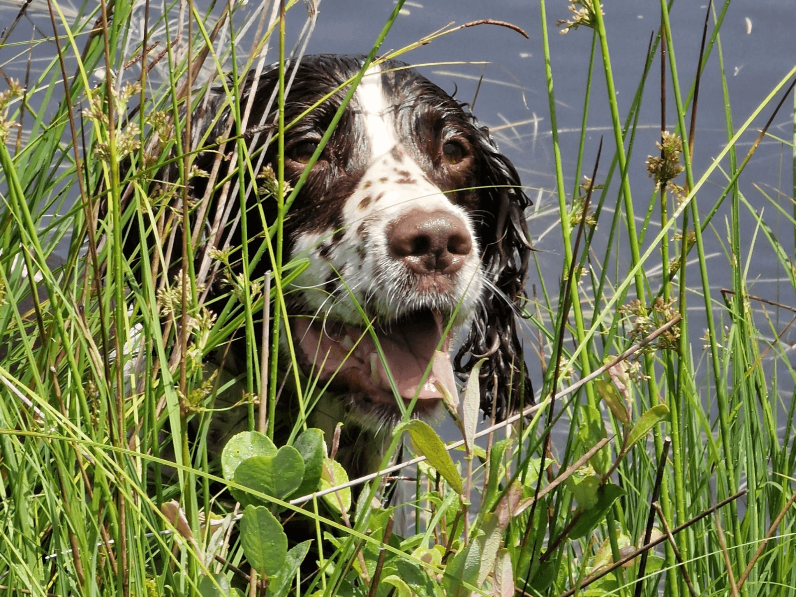 Stan hiding in the long grass