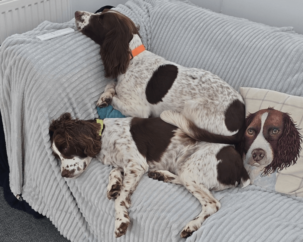 Stan and his dog brothers
