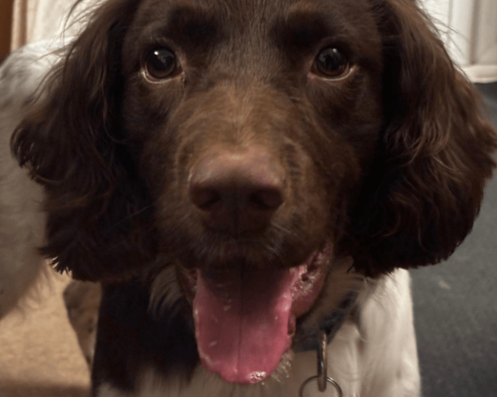 Retired police dog Zippy
