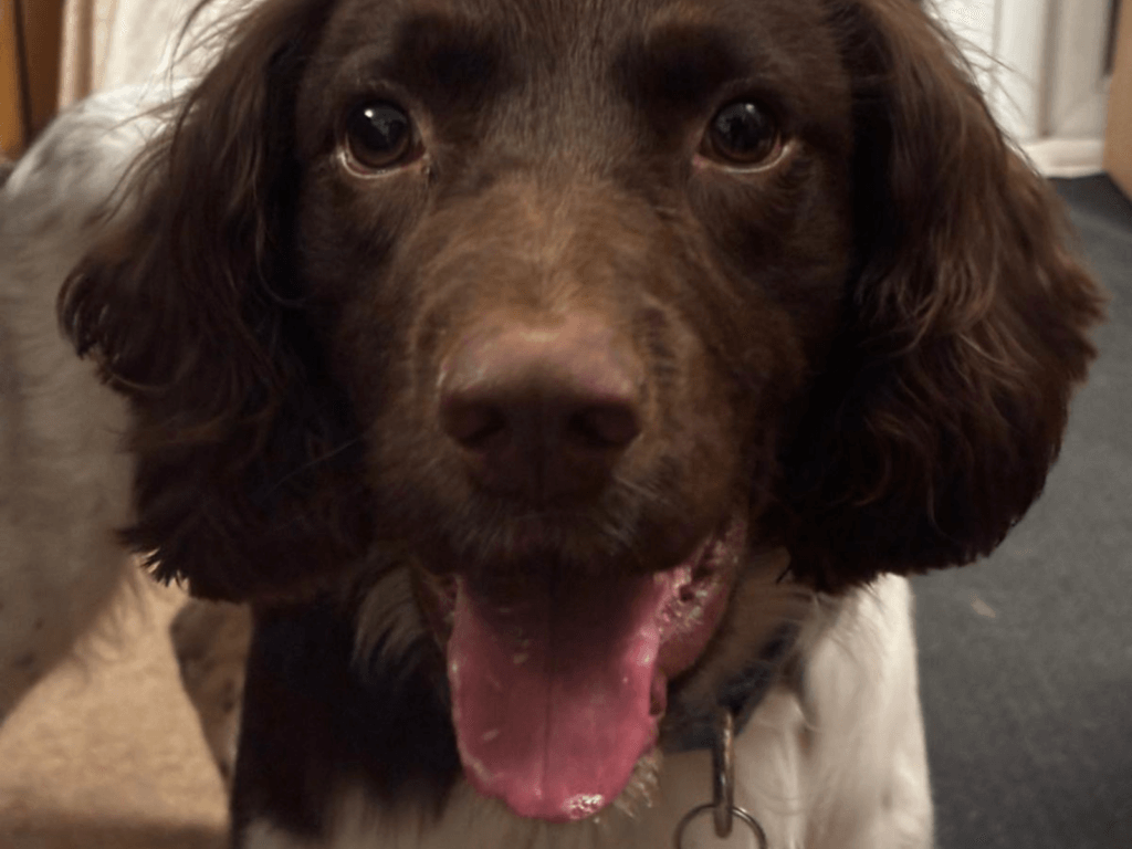 Retired police dog Zippy