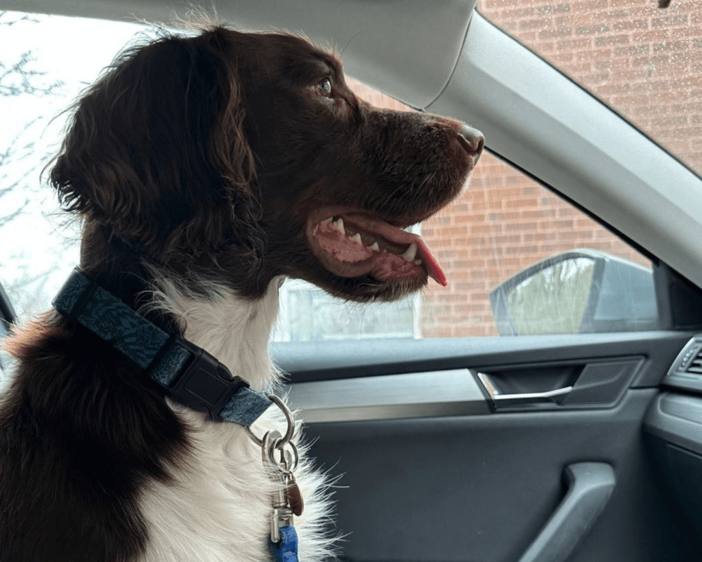 Retired police dog Zippy