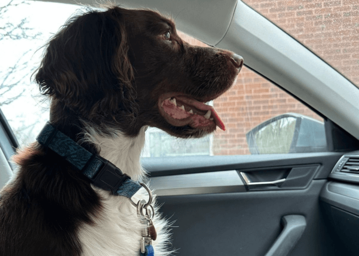 Retired police dog Zippy
