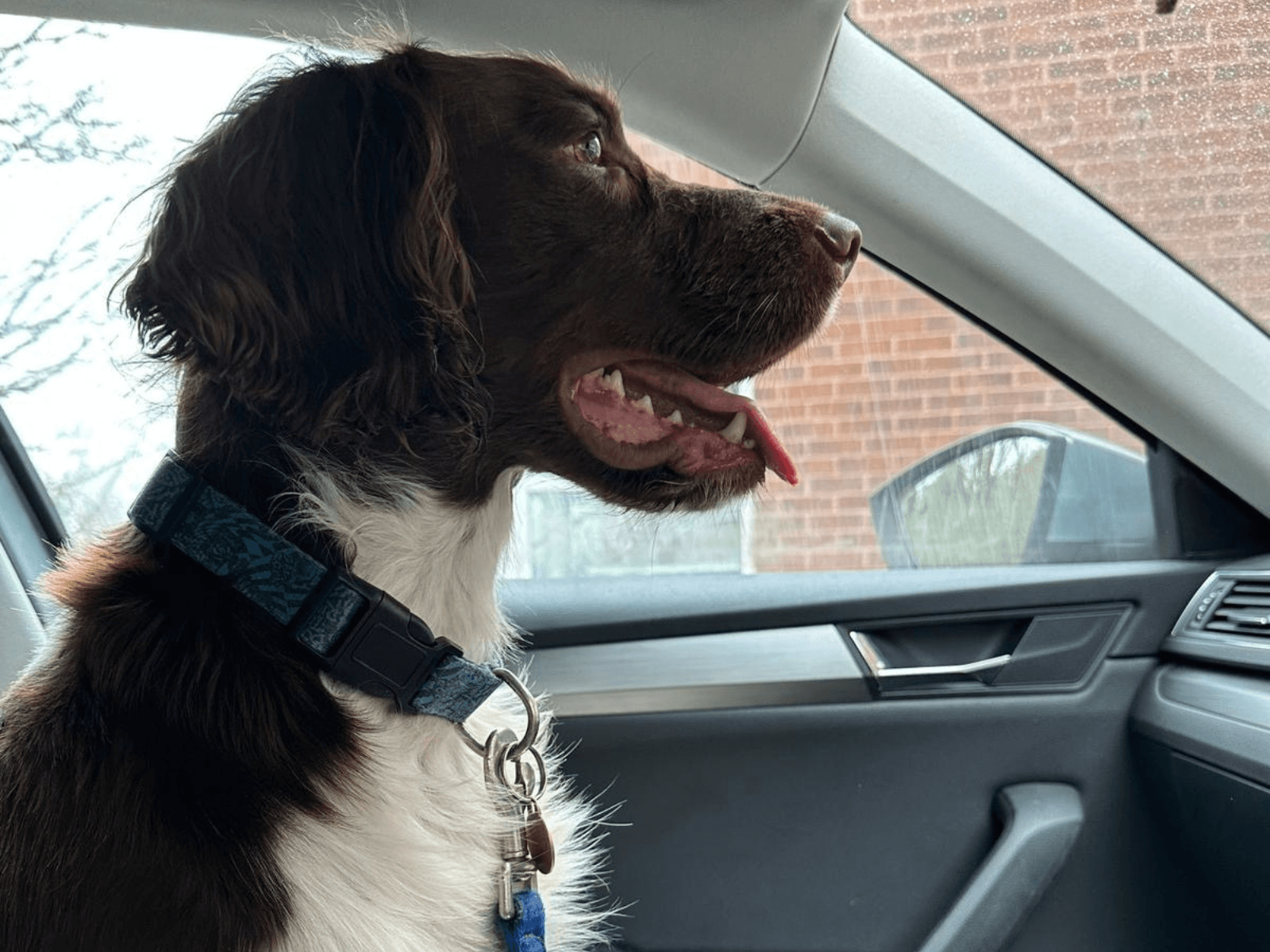 Retired police dog Zippy