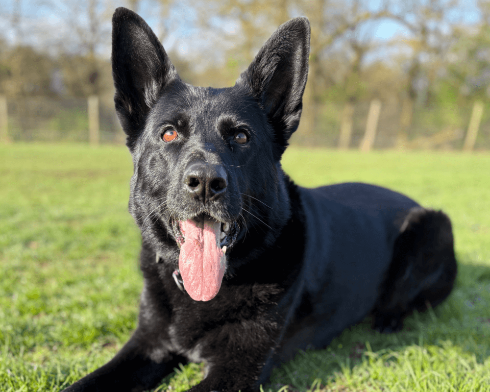 Retired police dog Ziva