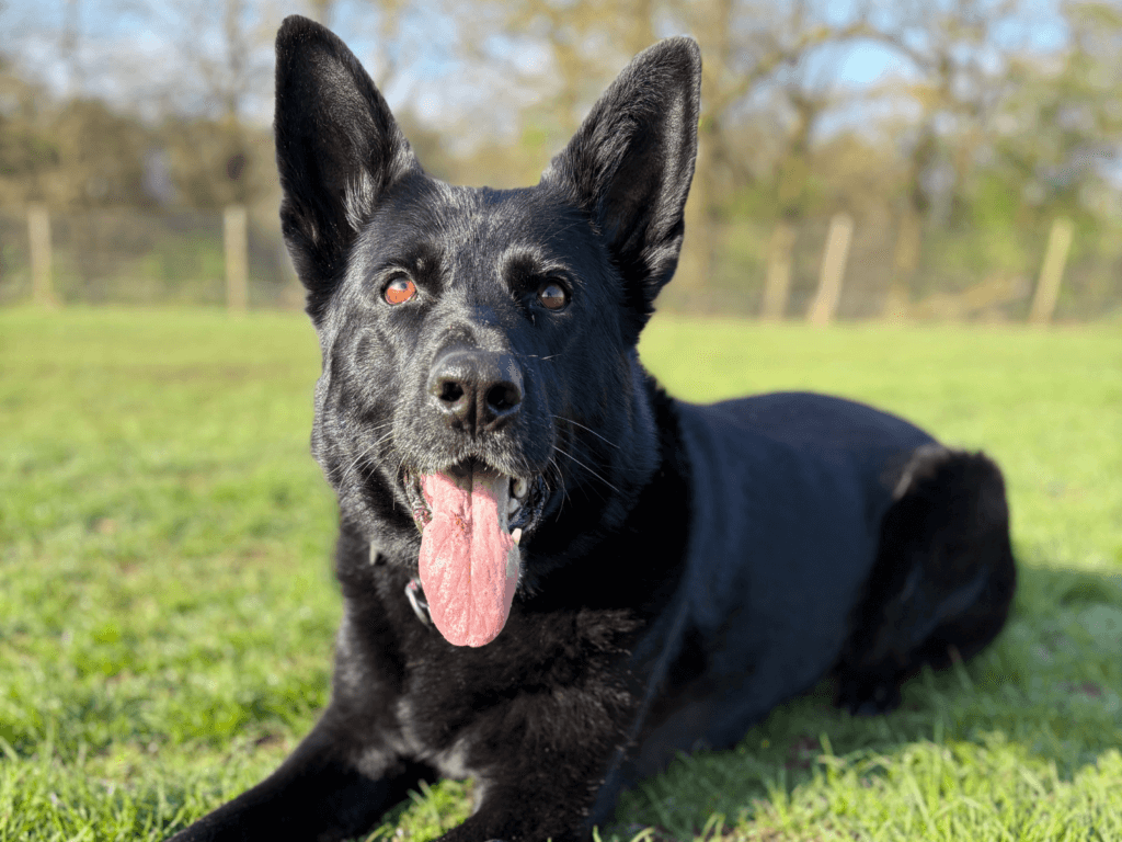 Retired police dog Ziva