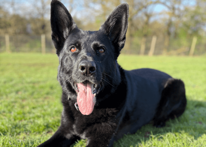 Retired police dog Ziva