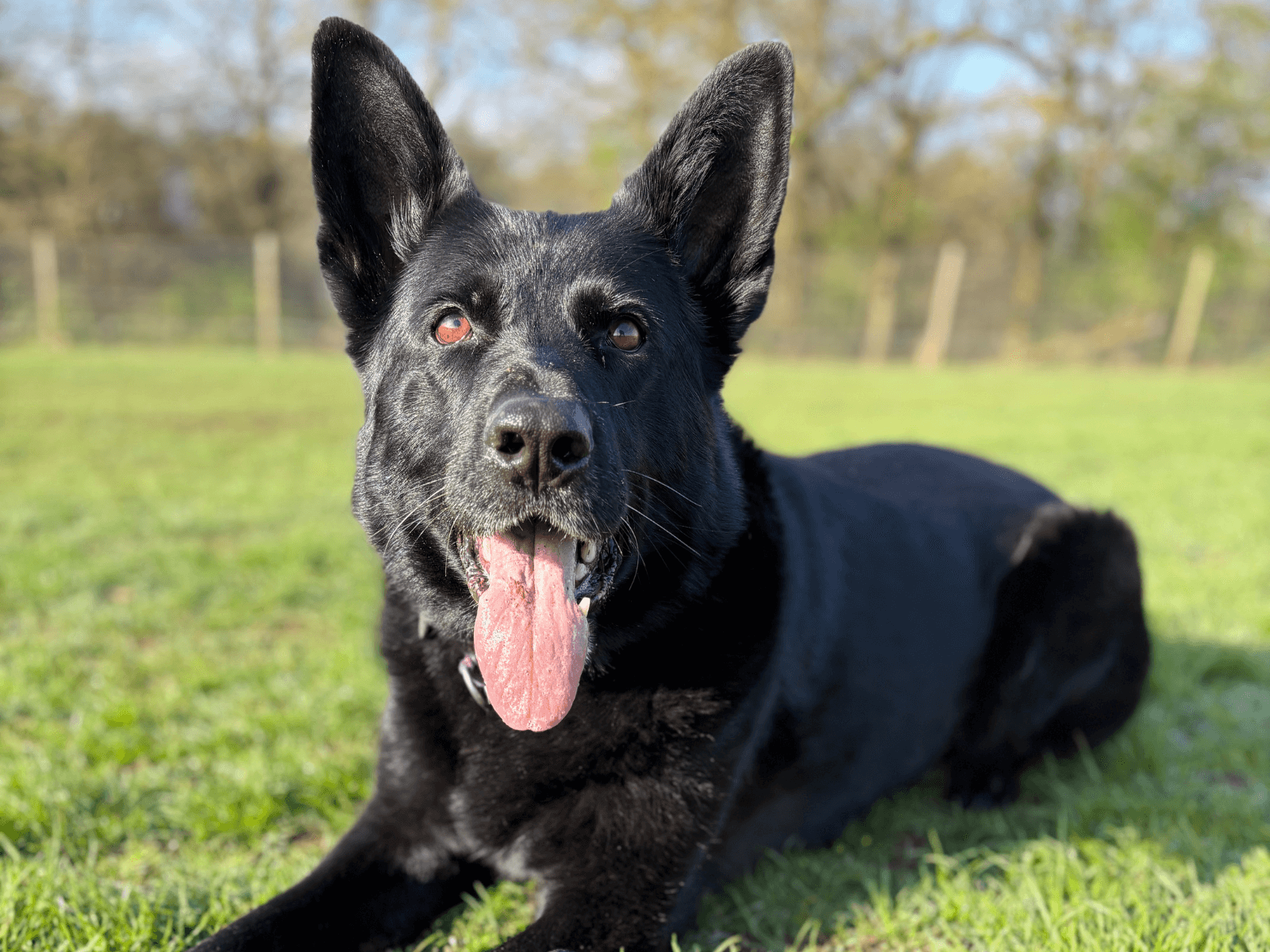 Retired police dog Ziva