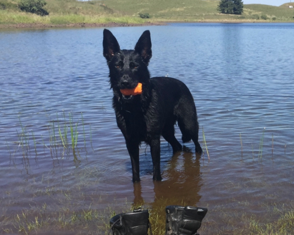 Retired police dog Ziva in the water