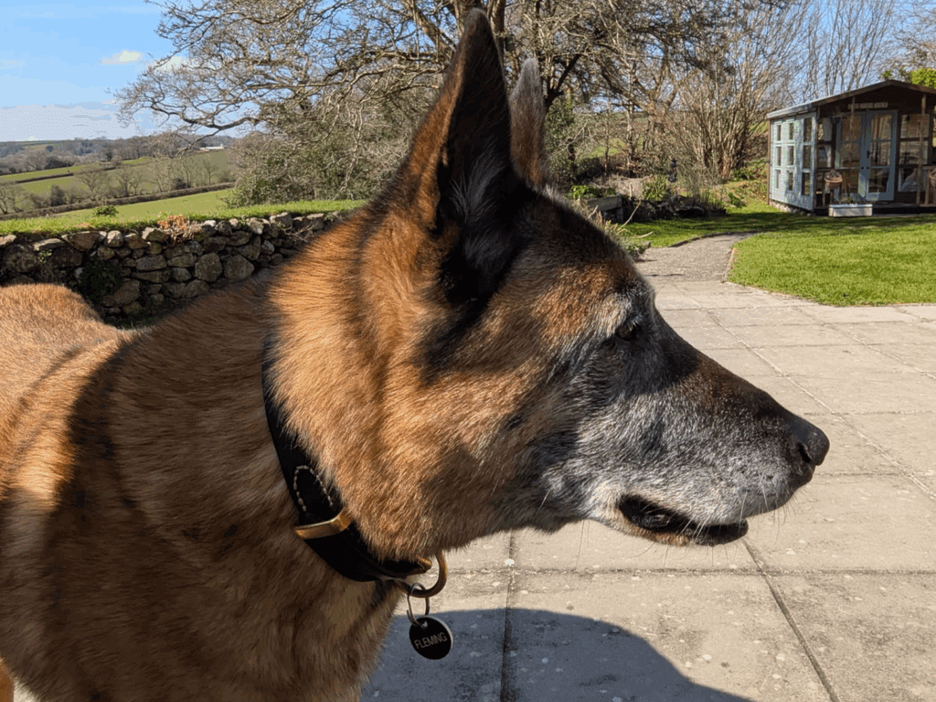 Retired police dog Fizz