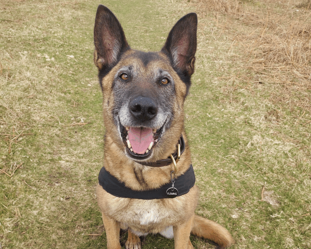 Retired police dog Fizz