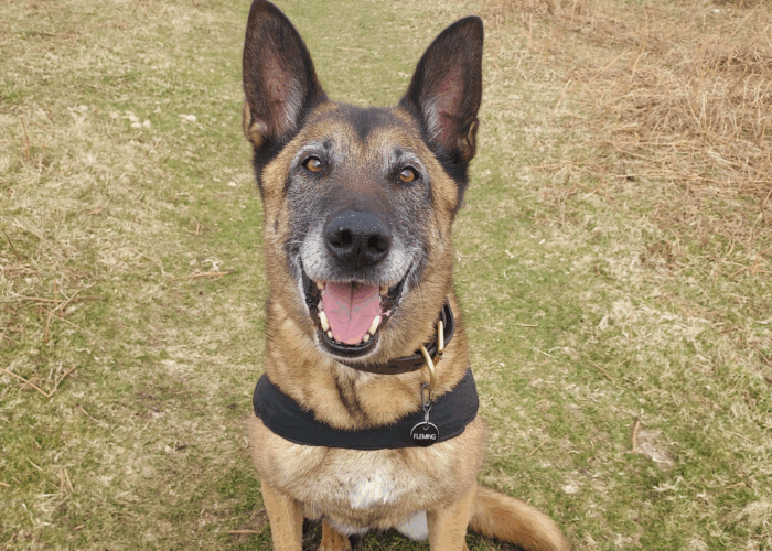Retired police dog Fizz