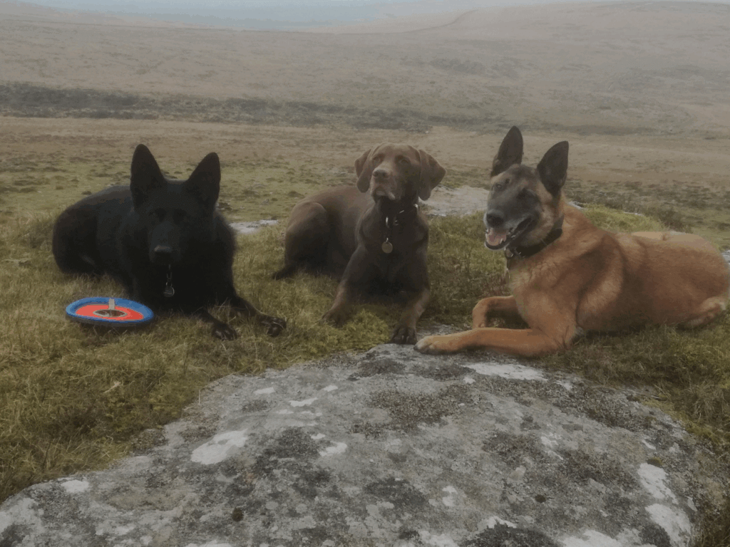 Fizz and her friends on a walk