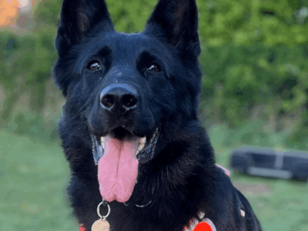 Retired police dog Marco