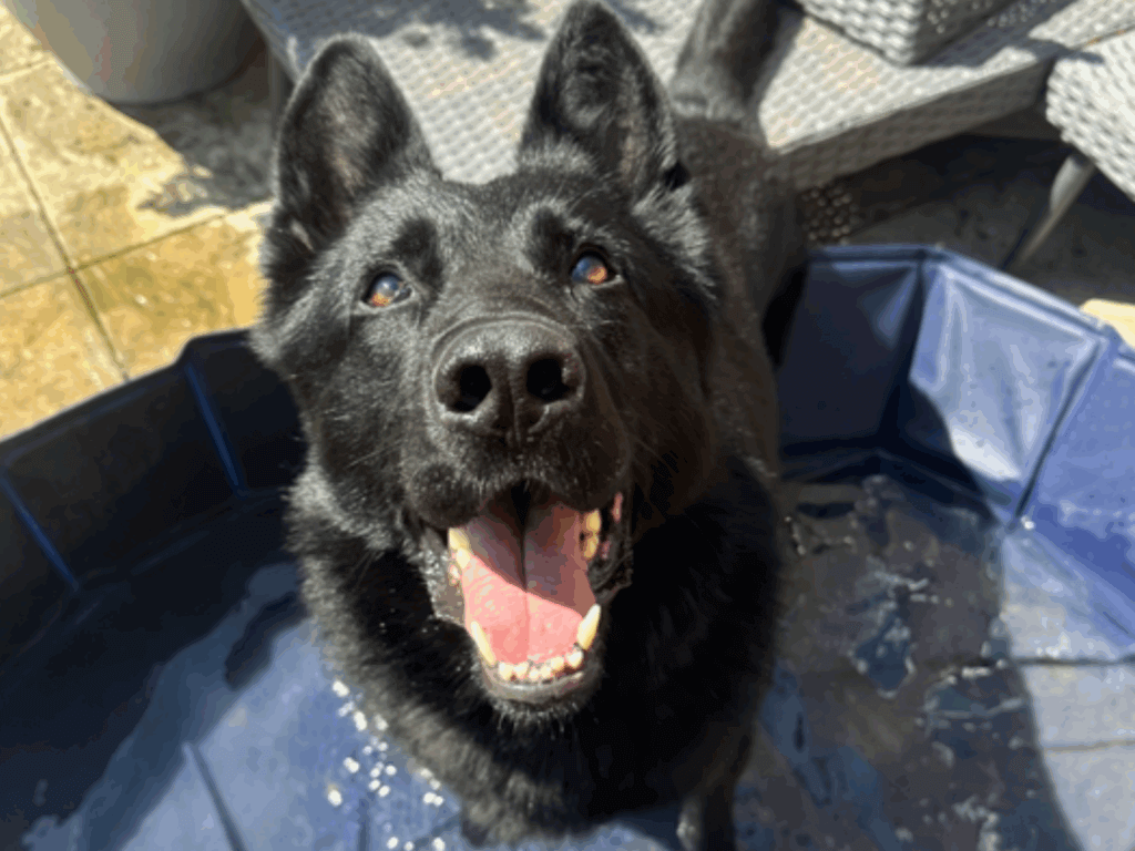 Retired police dog Marco cooling off in his paddling pool