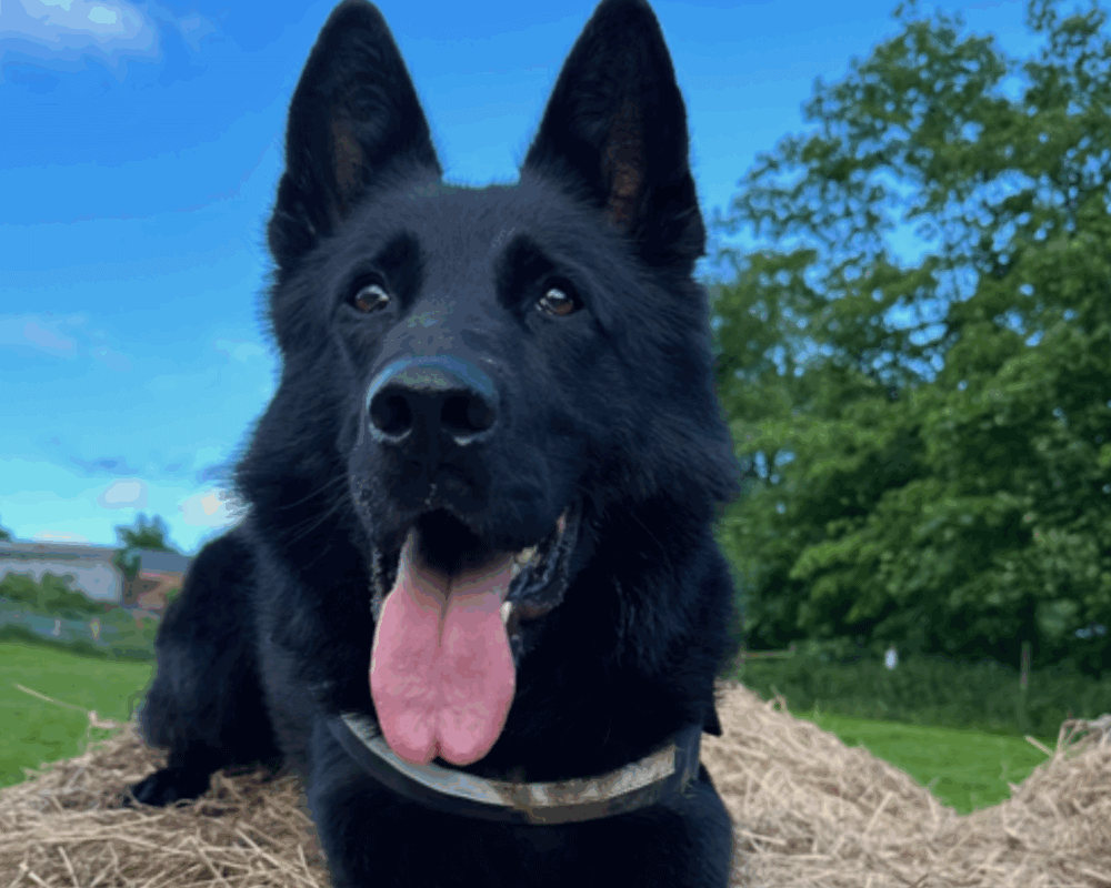 Retired police dog Marco